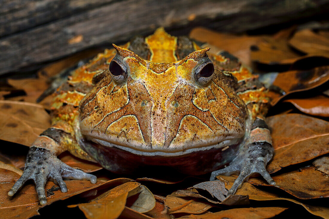 South American horned frog,