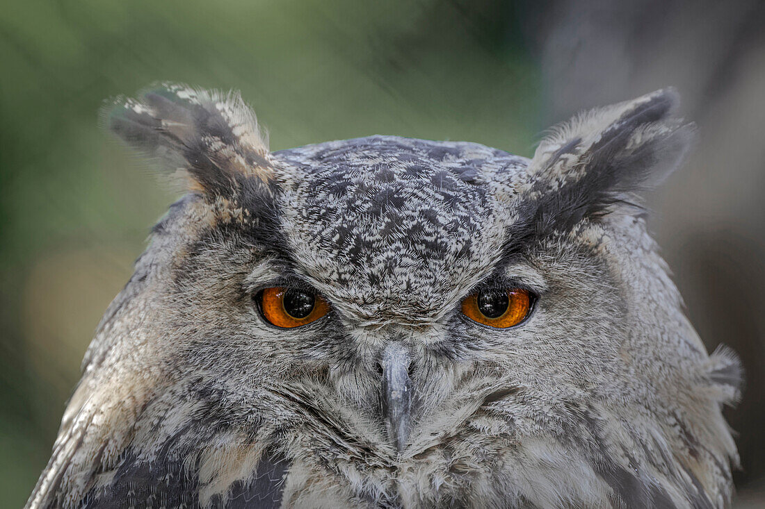 Eurasian eagle-owl, Bubo bubo