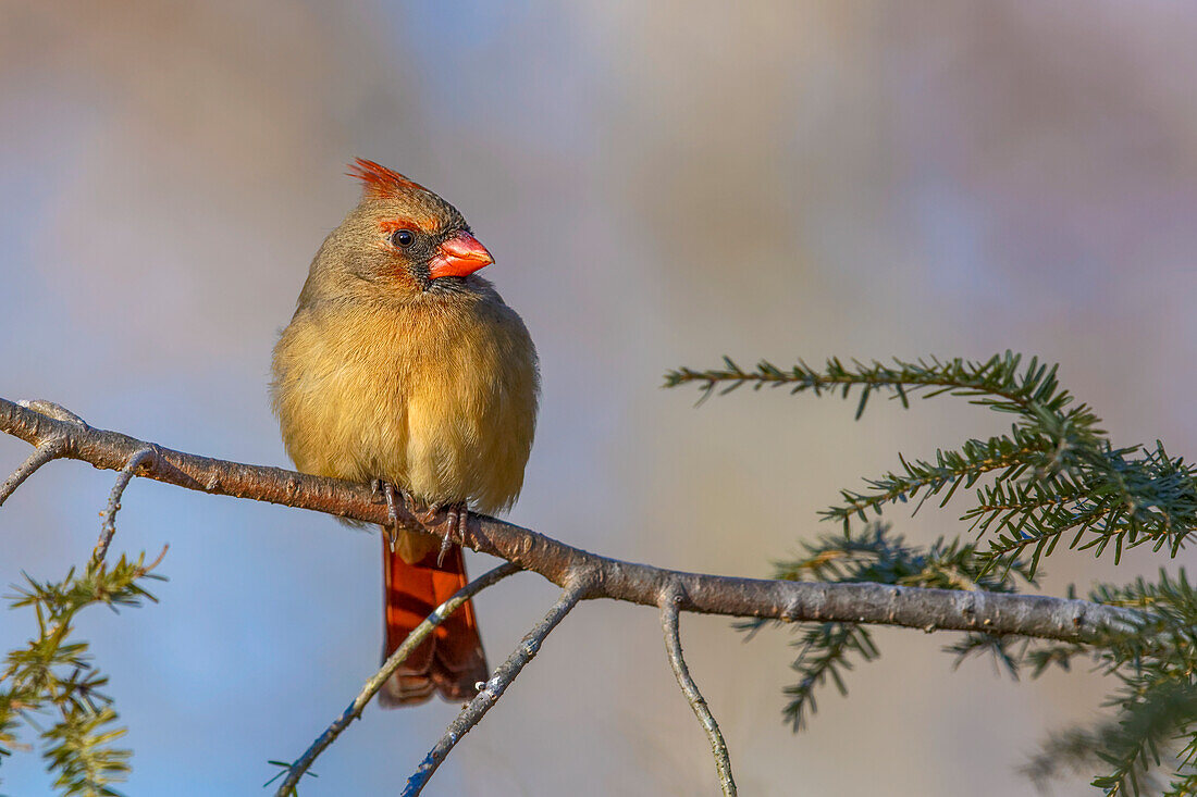 Weiblicher nördlicher Kardinal im Winter