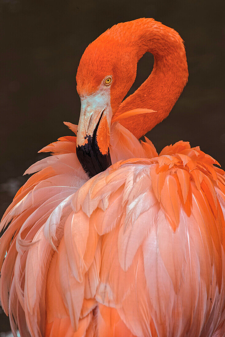 Amerikanischer Flamingo, der Federn putzt