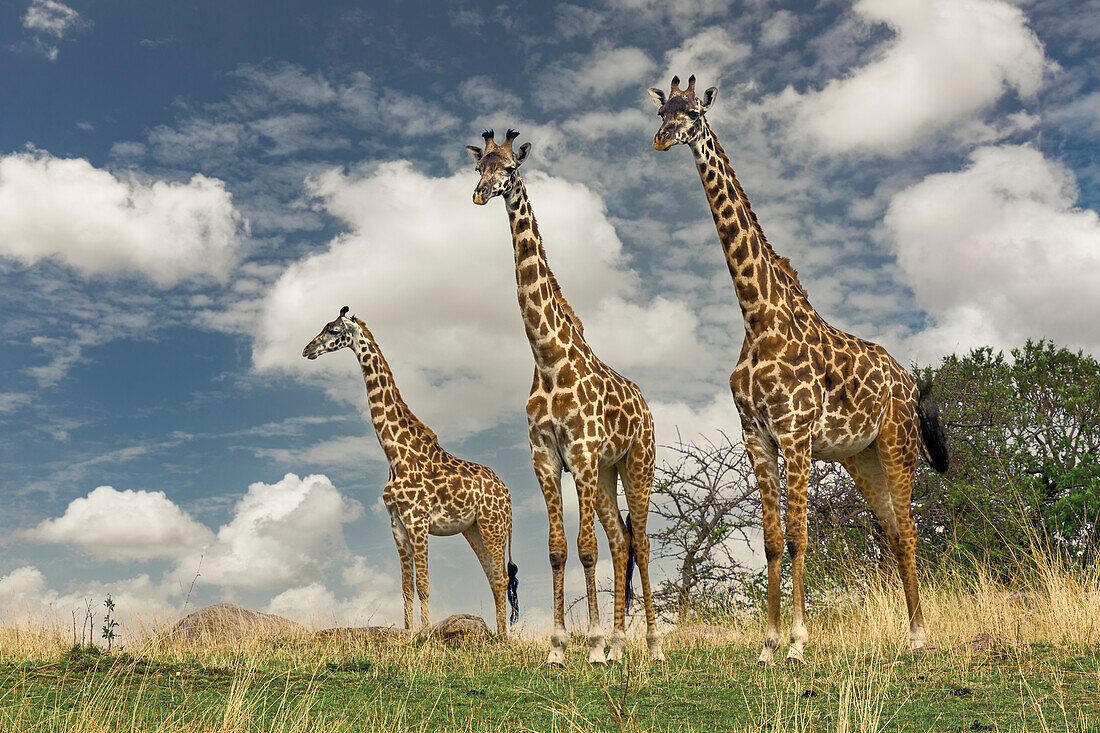 Drei Masai-Giraffe.