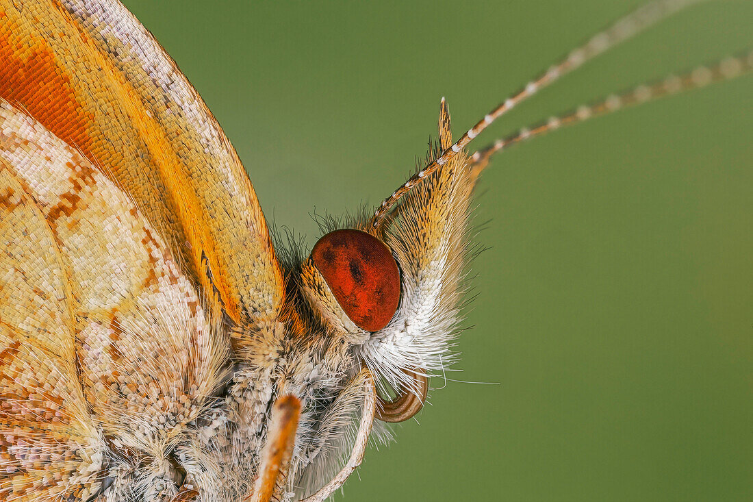 Extreme close-up of crescent spot butterfly