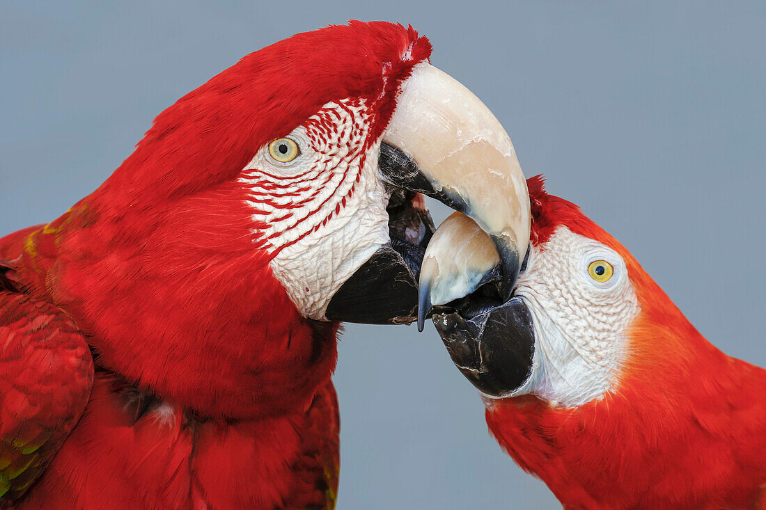 Red and green Macaws, Green-winged Macaw