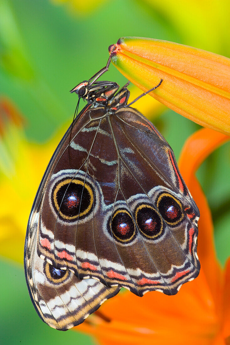 Tropical Butterfly the Blue Morpho, Morpho granadensis with wings closed on lily