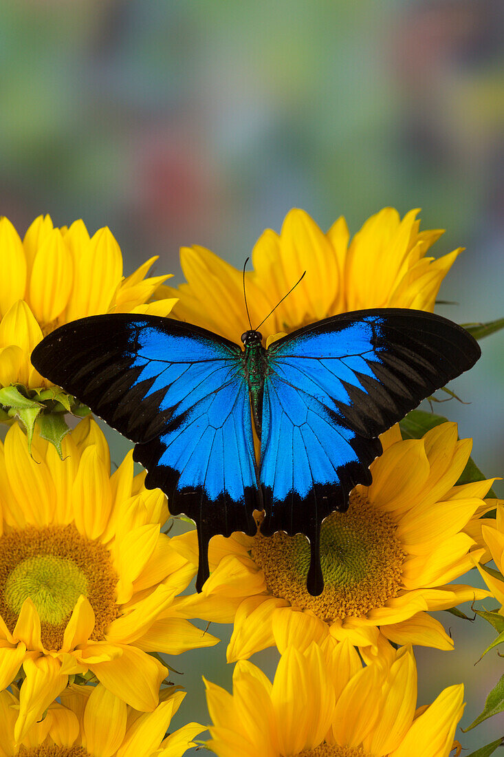 Mountain Blue Butterfly, Papilio Ulysses öffnete sich geflügelt auf Sonnenblumen