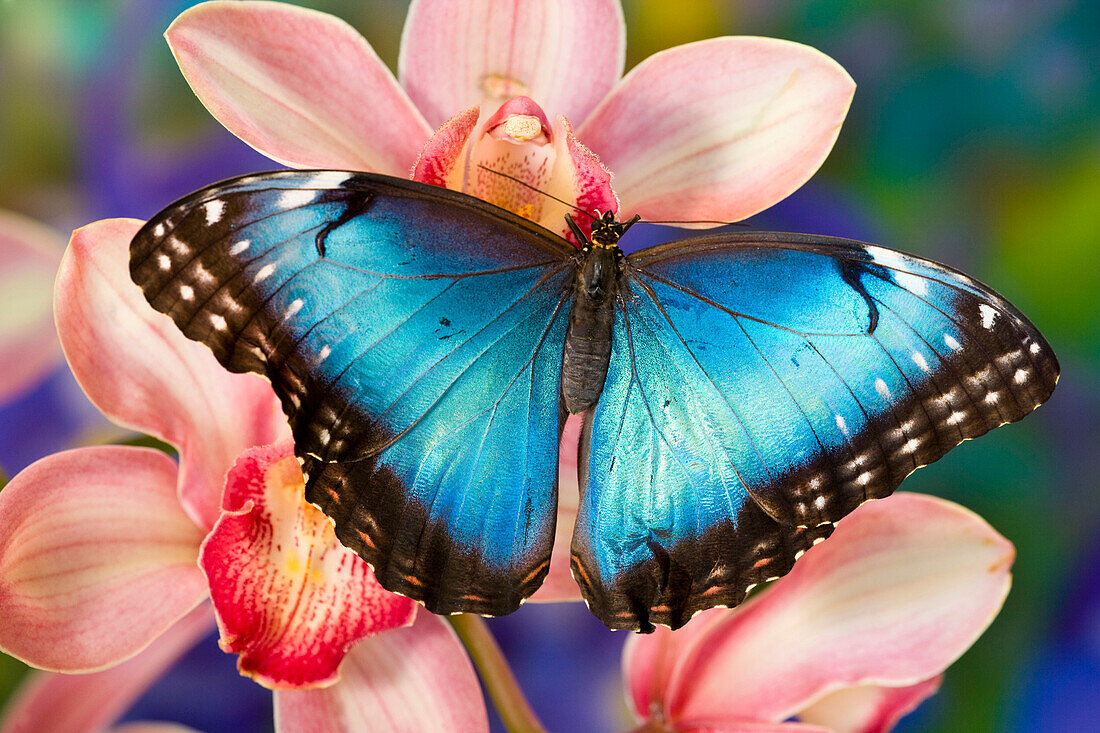 Tropischer Schmetterling der blaue Morpho, Morpho peleides, offen geflügelt auf tropischer Orchidee