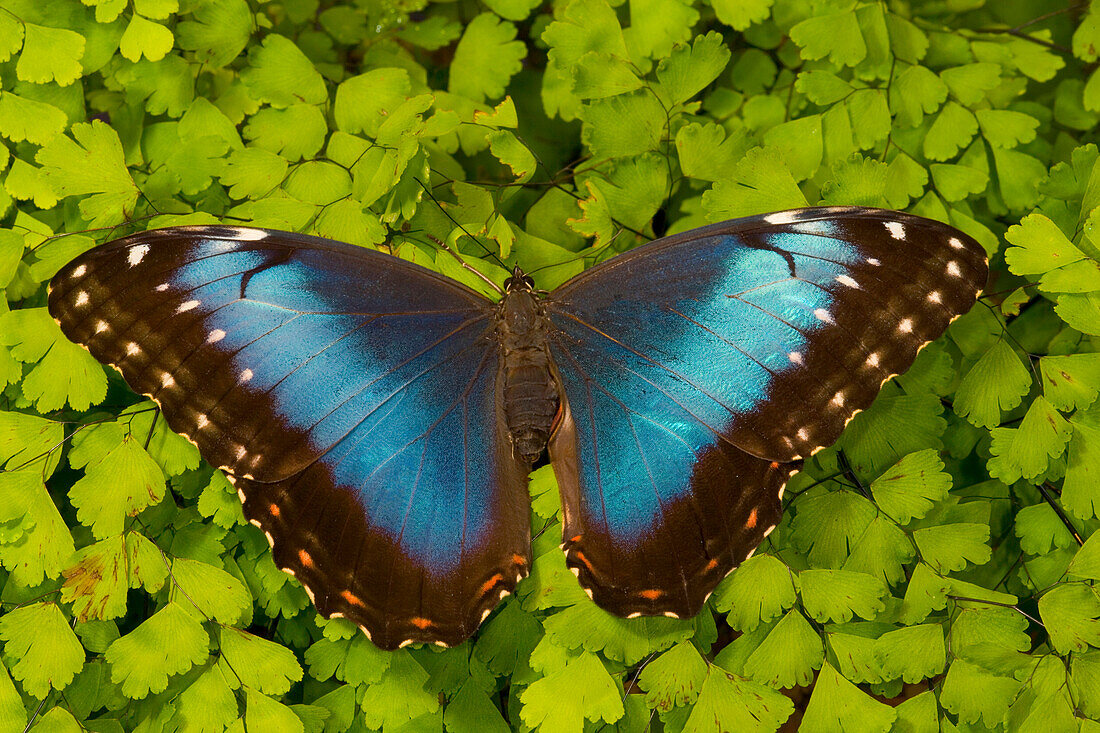 Tropischer Schmetterling der blaue Morpho, Morpho Granadensis, auf Farn