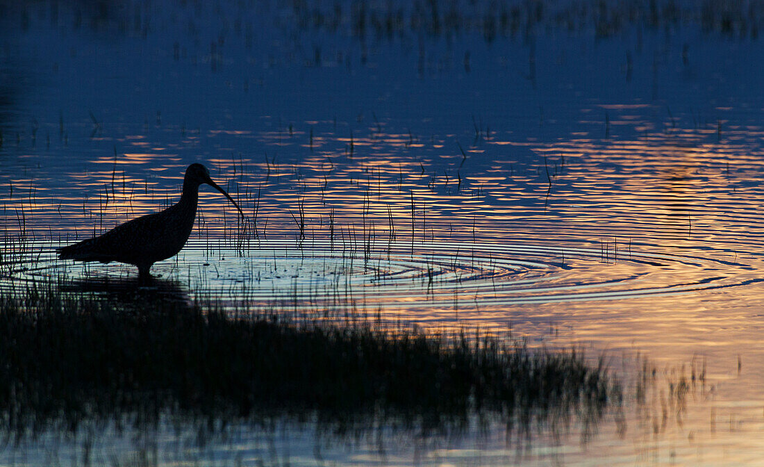 Long-billed Curlew Silhouette