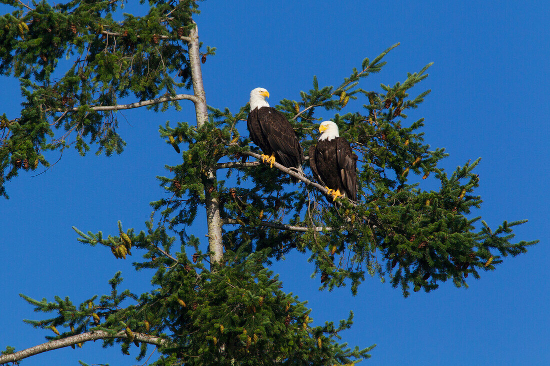 Bald Eagle Pair Resting