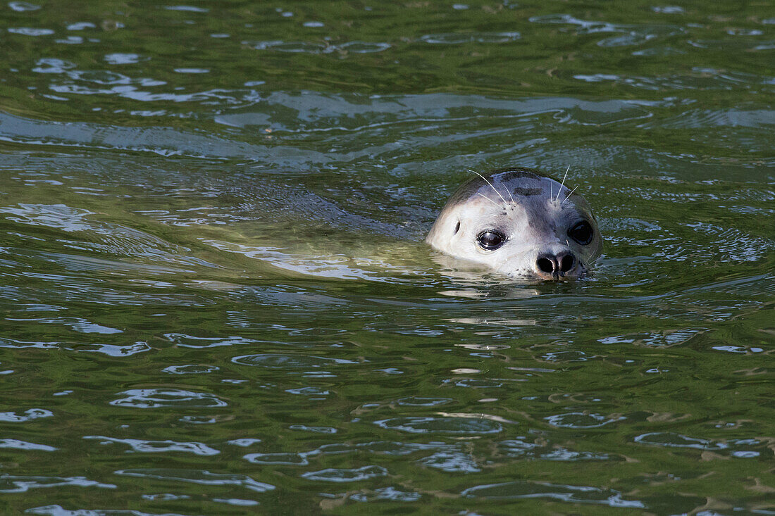 Harbor Seal