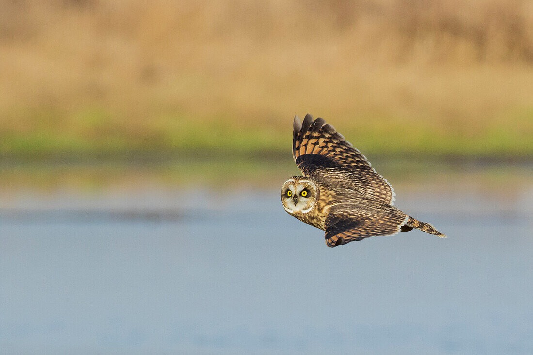 Sumpfohreule fliegt