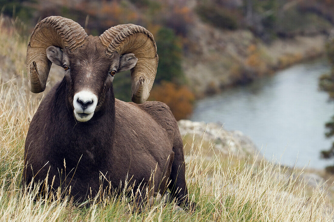 Rocky Mountain Dickhornschaf Widder