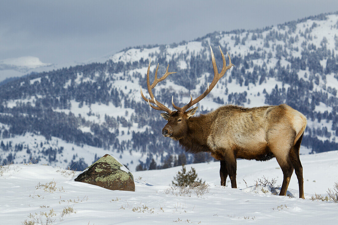 Bull Elk, Winter in den Rocky Mountains