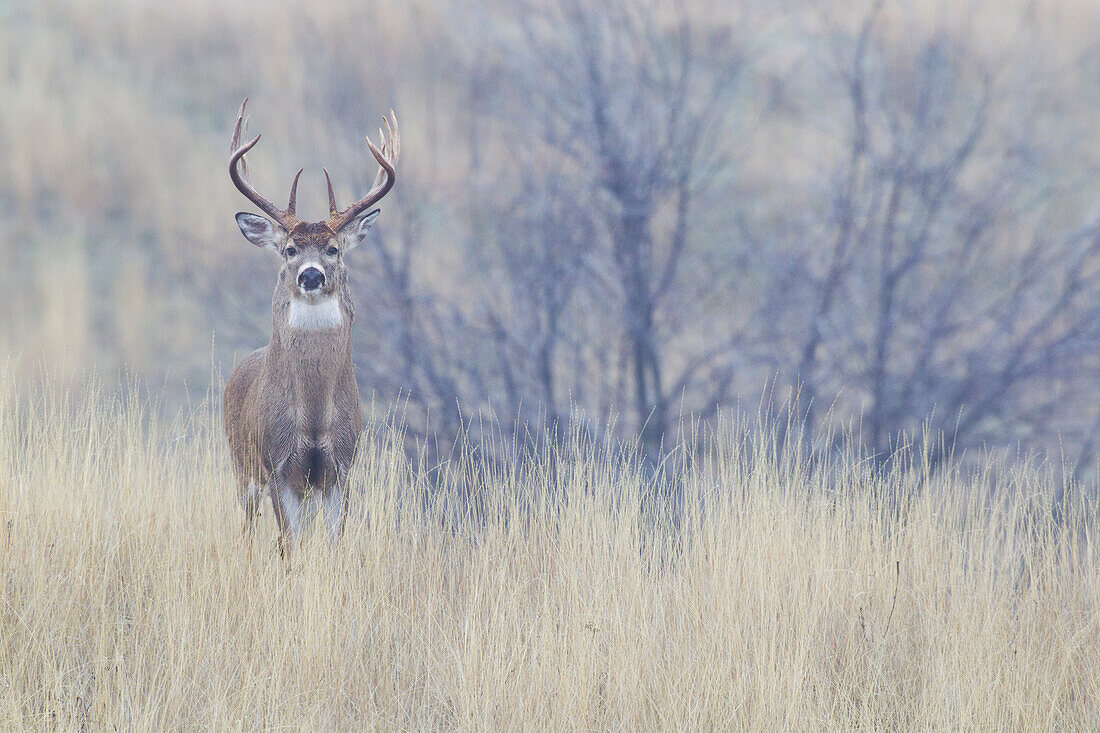 White-tailed deer buck, foggy morning