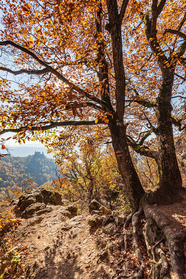 Blick auf die Burgruine Dürnstein, Stift Dürnstein und das Donautal  bei Dürnstein in der Wachau, Niederösterreich, Österreich