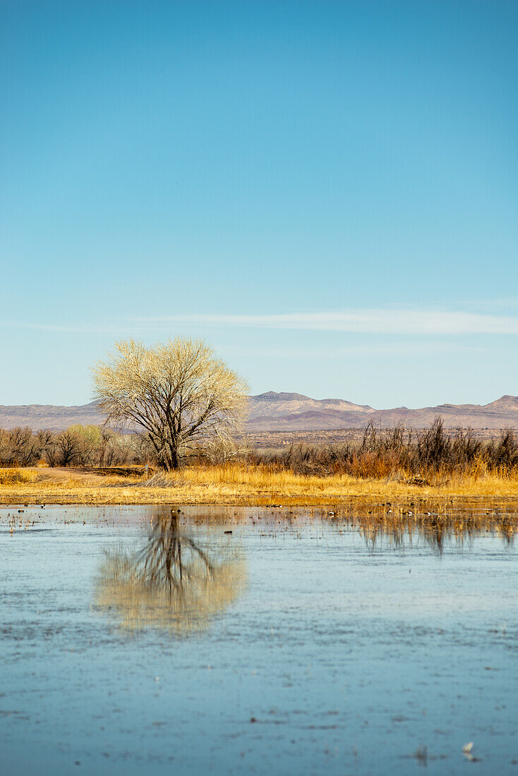 Bosque del Apache wildlife reserve