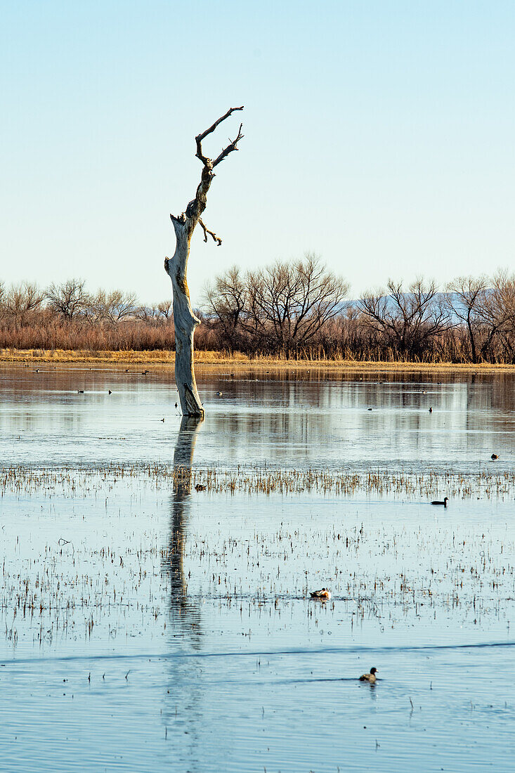 Bosque del Apache wildlife reserve