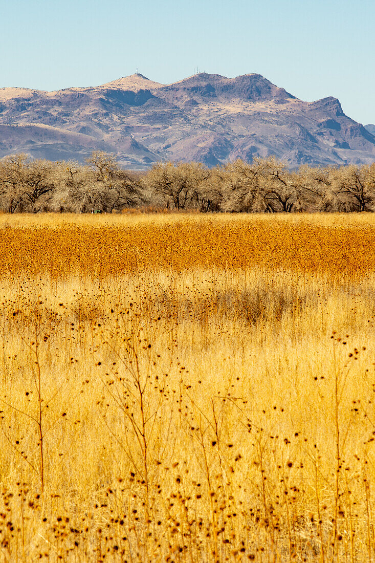 Bosque del Apache wildlife reserve