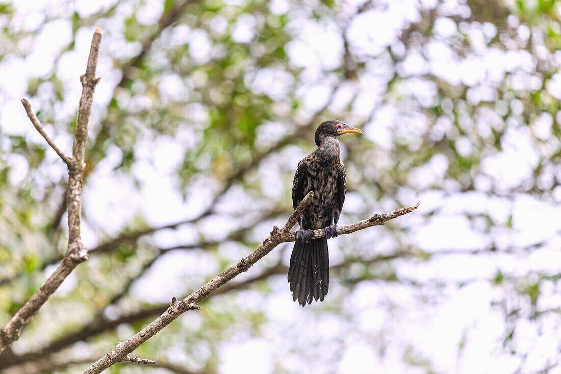 Reed Cormorant, Microcarbo africanus in the Malanza Manroven in the south of the island of São Tomé in West Africa