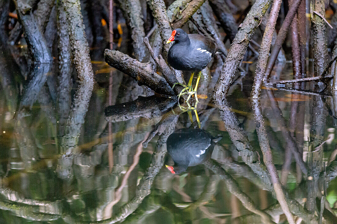 Common moorhen, Gallinula chloropus, with water reflection in the Malanza Manroven in the south of the island of São Tomé in West Africa