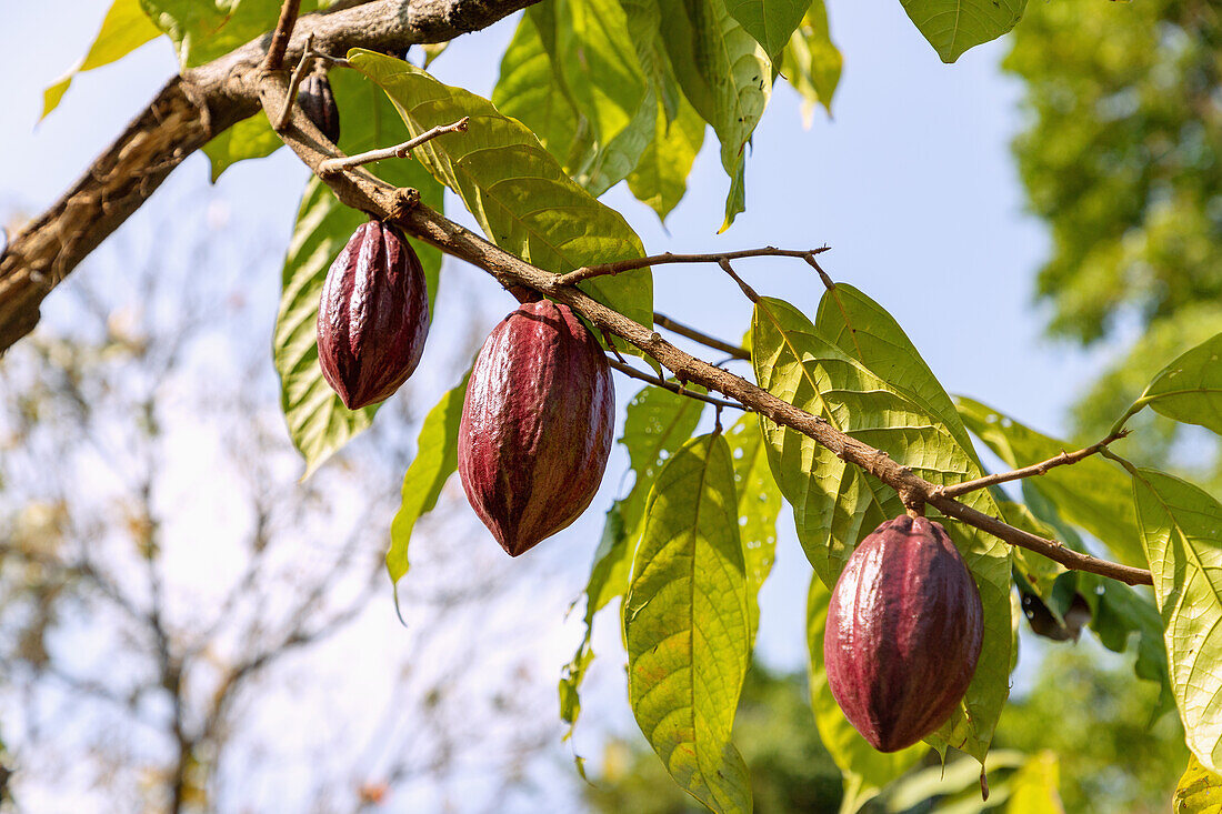 Cacao tree, Theobroma cacao, with fruit on São Tomé island in West Africa