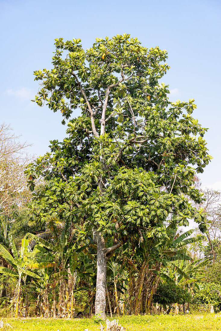 breadfruit tree; Artocarpus altilis, next to banana plants on São Tomé island in West Africa