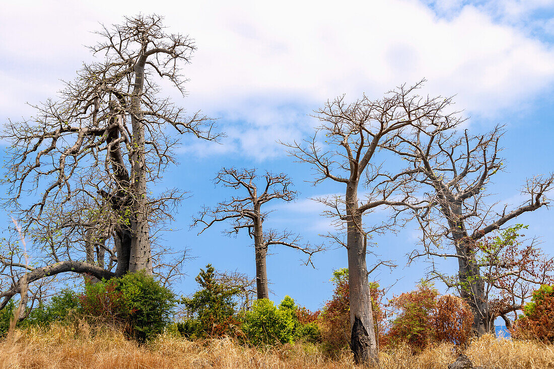 Baobab trees in the north of the island near Guadelupe on the island of São Tomé in West Africa