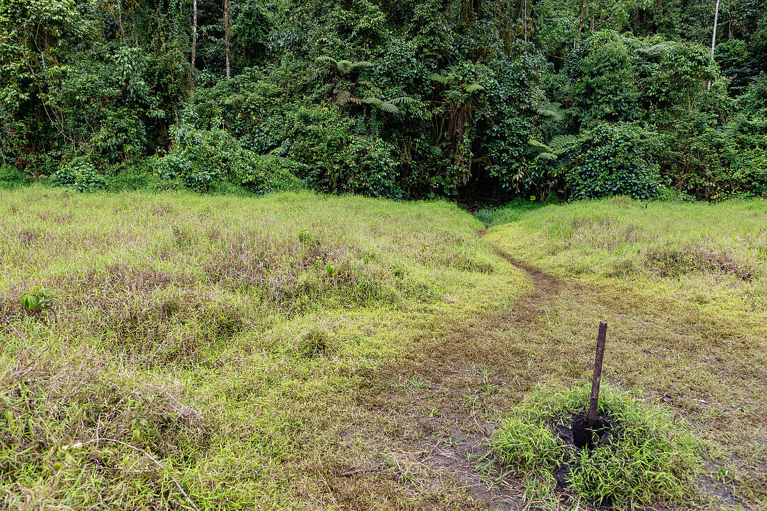 von einer stabilen Pflanzenmatte bedeckter Kratersee Lagoa Amélia mit Holzstange und Durchstich im primären Regenwald des Obô Natural Park auf der Insel São Tomé in Westafrika