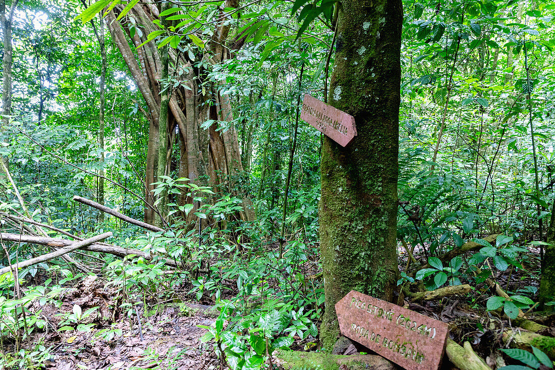 Hiking trail and signpost to Lagoa Amélia and Pico São Tomé crater lake in the primary rainforest of Obô Natural Park on São Tomé Island in West Africa