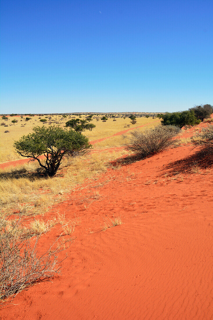 Namibia; Region Hardap; Zentralnamibia; Kalahari; typische, vom Wind geformte Landschaft mit roten Sanddünen, Grassteppe und Akazienbäumen
