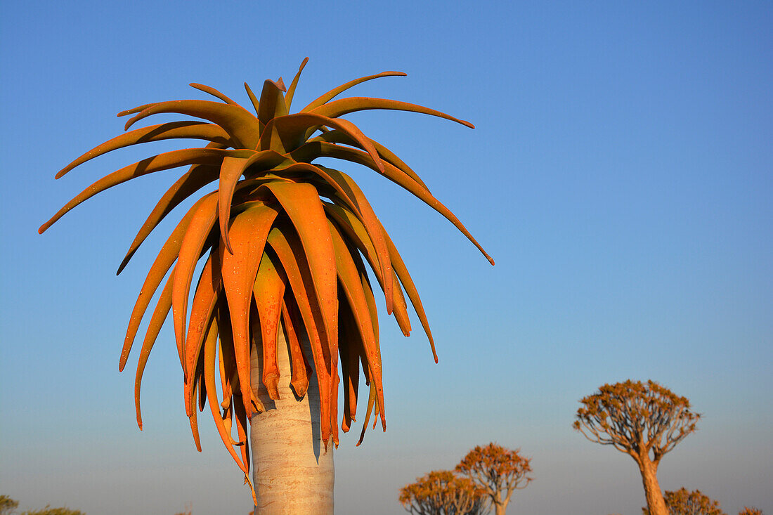 Namibia; Region Karas; bei Keetmanshoop; Köcherbaumwald; Nahaufnahme der Baumkrone eines Köcherbaums