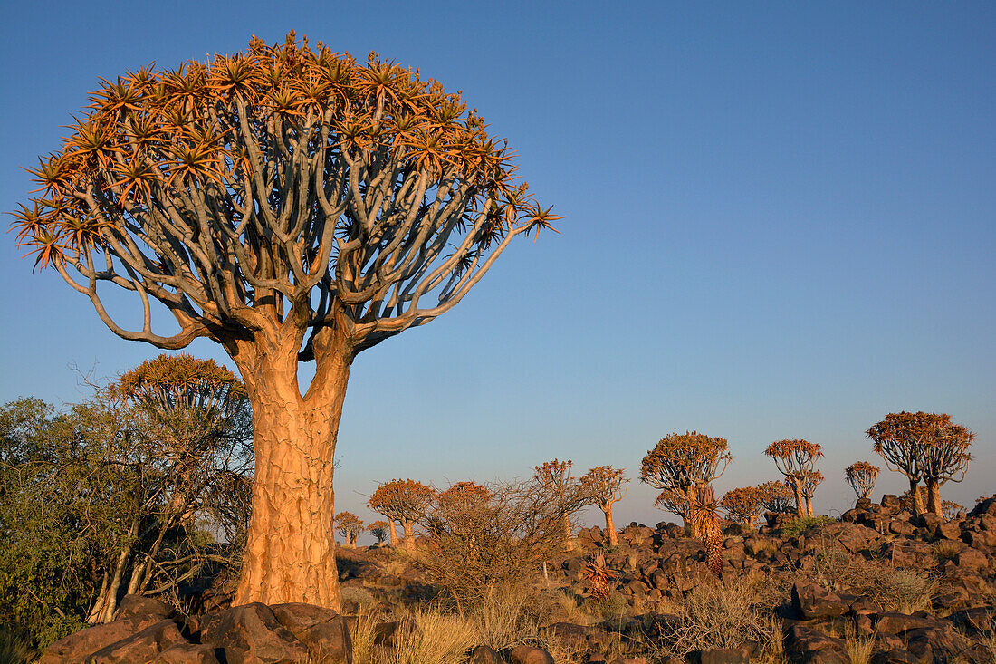 Namibia; Region Karas; bei Keetmanshoop; Köcherbaumwald; Köcherbäume zwischen verwitterten Basaltblöcken