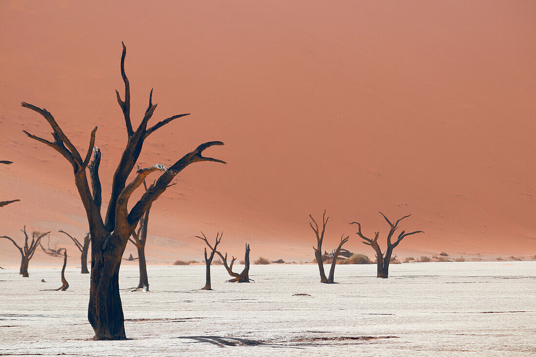Namibia; Zentralnamibia; Region Hardap; Namib Wüste; Namib Naukluft Park; Sossusvlei; Deadvlei oder Tal des Todes; abgestorbene Akazien auf einer Salzpfanne; umrahmt von roten Sanddünen