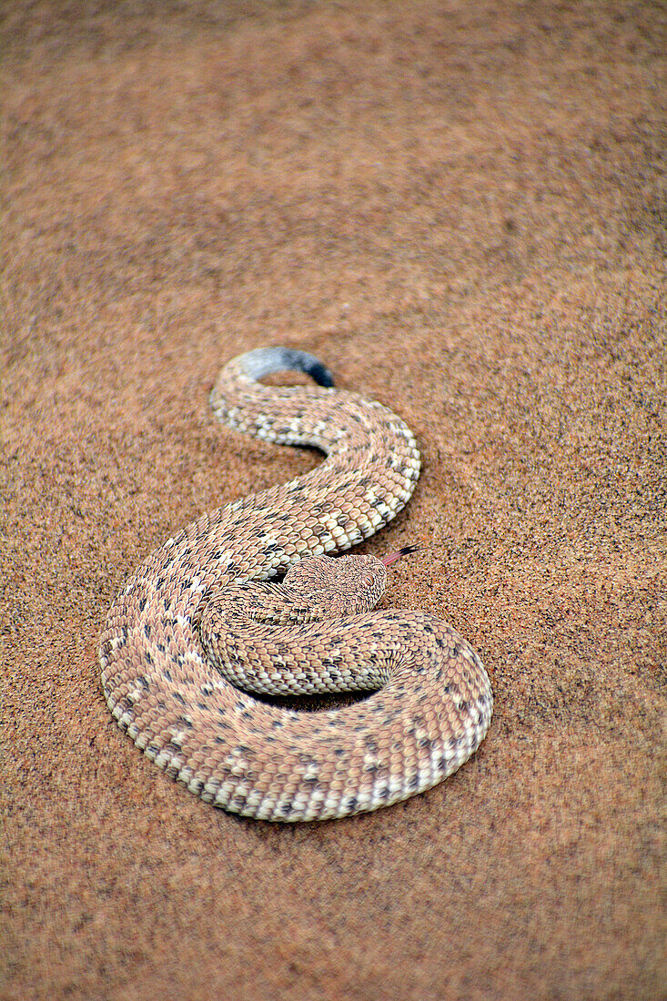 Namibia; Region Erongo; Zentralnamibia; Namib Wüste bei Swakopmund; Namib Viper oder Zwergpuffotter