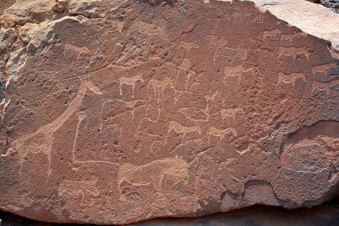 Namibia; Kunene Region; northern lnamibia; Damaraland; Valley of Twyfelfontein; Rock engravings with giraffe, lion and many other animals