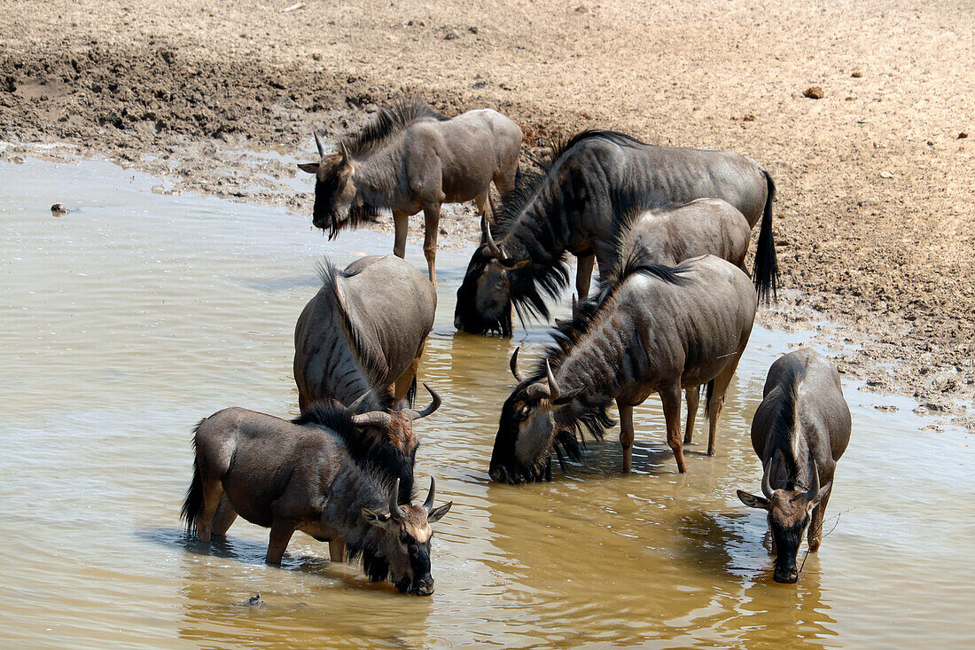 Namibia; Region Oshana; Nordnamibia; westlicher Teil des Etosha Nationalpark; am Aussichtspunkt von Tobiroen; Gruppe von Gnus an der Tränke