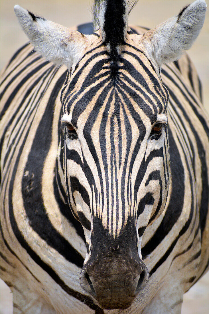 Namibia; Region Oshikoto; Nordnamibia; östlicher Teil des Etosha Nationalpark; Zebra; frontale Nahaufnahme vom Kopf