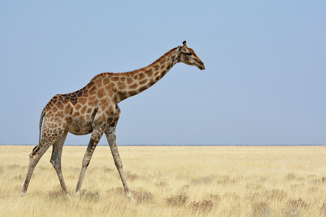 Namibia; Region Oshikoto; Nordnamibia; östlicher Teil des Etosha Nationalpark; Giraffe wandert durch die Grassteppe