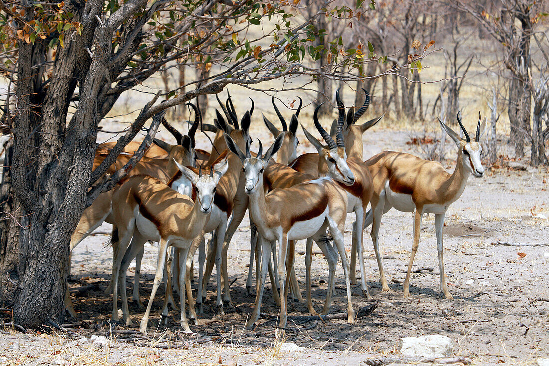 Namibia; Region Oshana; Nordnamibia; westlicher Teil des Etosha Nationalpark; eine Gruppe von Springböcken im Schatten eines Mopane Busches