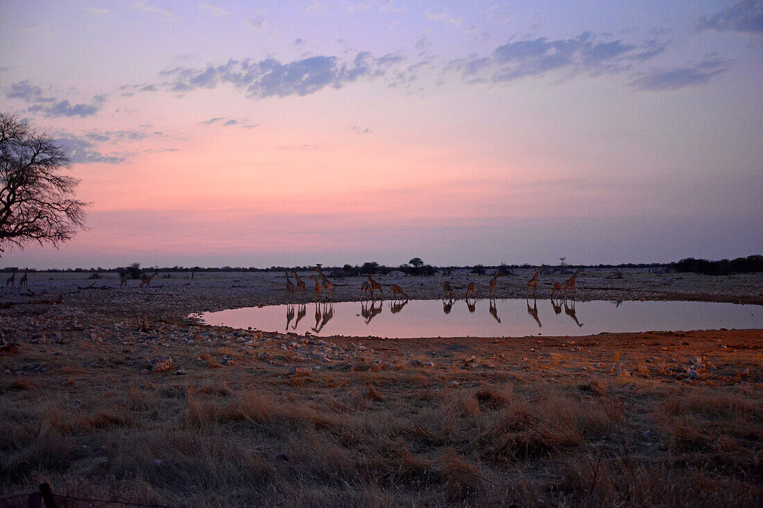 Namibia; Region of Oshana; northern Namibia; western part of Etosha National Park; Giraffes at sunset at Okaukuejo waterhole; reflections