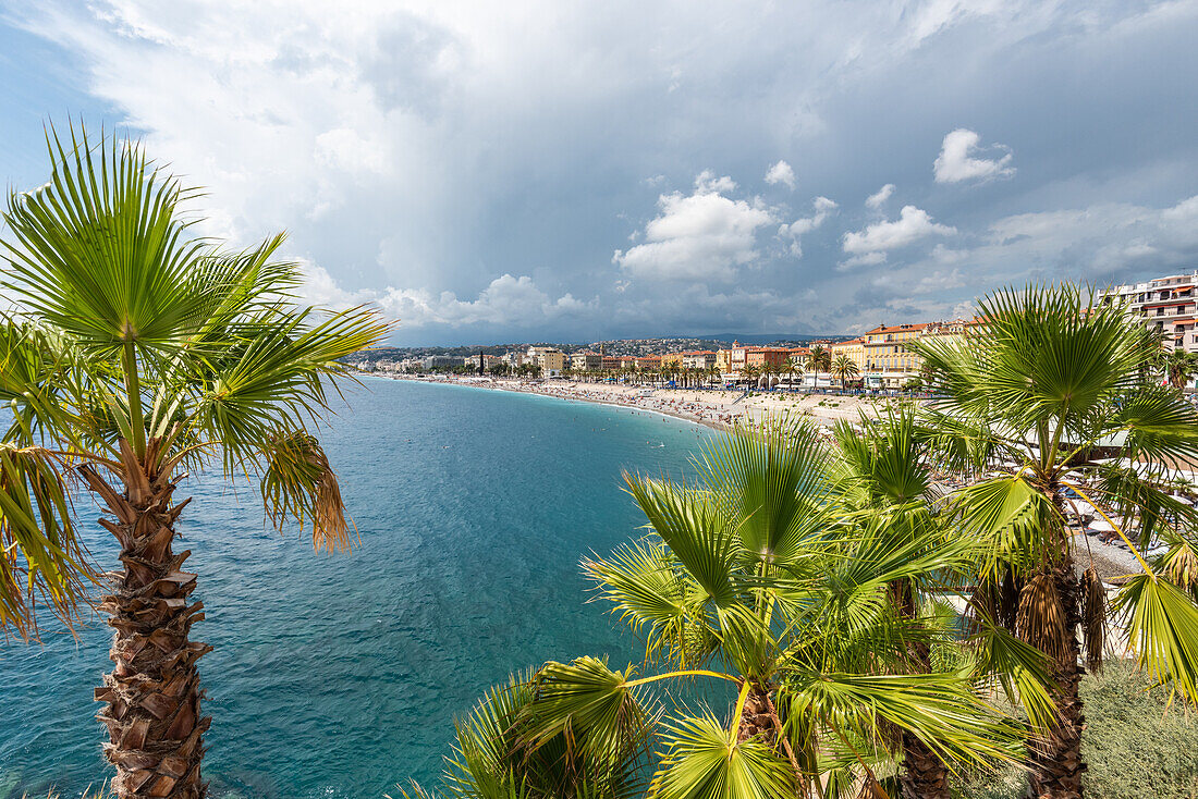 Palmen an der Küste vor der Promenade des Anglais in Nizza, Provence, Frankreich