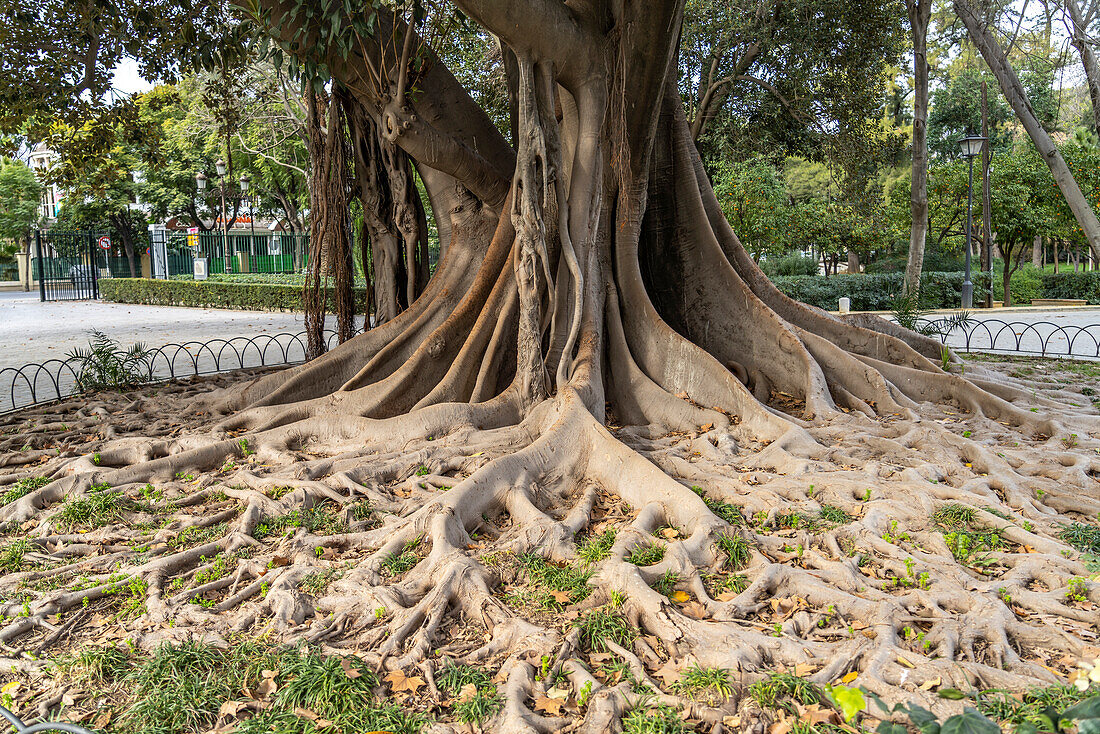 Huge roots of a rubber tree in María Luisa Park, Seville, Andalusia, Spain