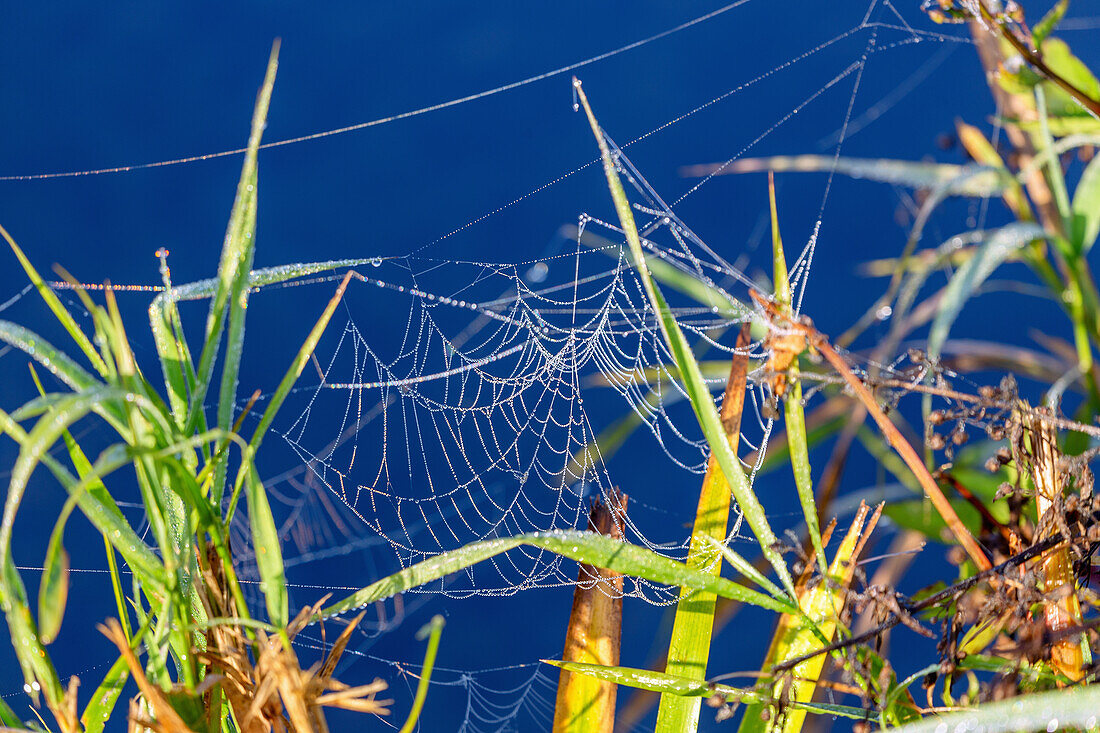 Morgentau im Sonnenlicht auf Spinnennetz und Schilfrohrpflanze in Oberbayern in Deutschland