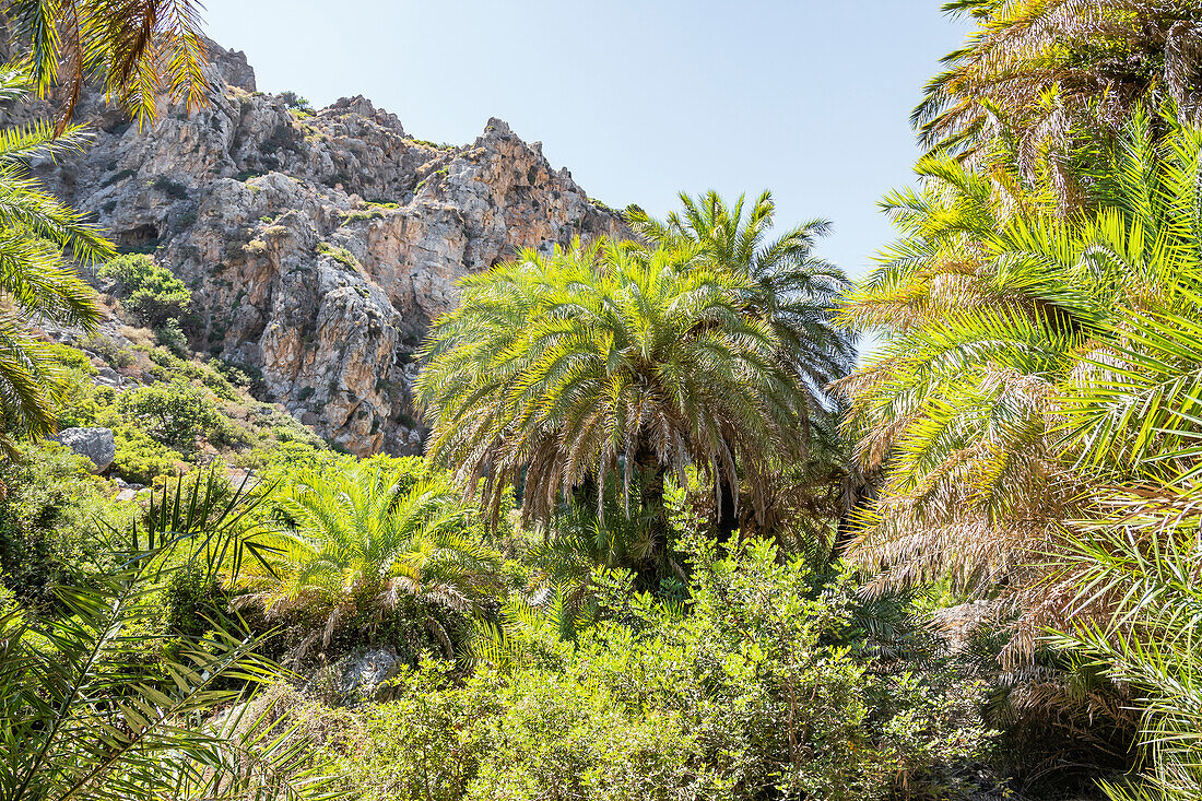 Preveli Palmenwald, Rethymno, Kreta, griechische Inseln, Griechenland