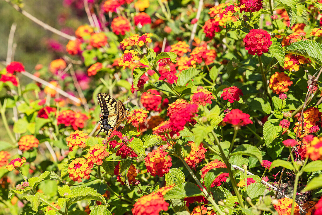 Swallowtail butterfly, Georgioupolis, Chania, Crete, Greek Islands, Greece