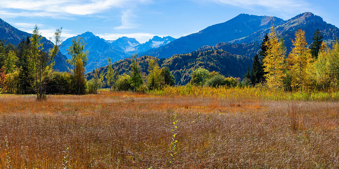 Moor im Herbst, Moorweiher bei Oberstdorf, Oberallgäu, Allgäu, Bayern, Deutschland, Europa