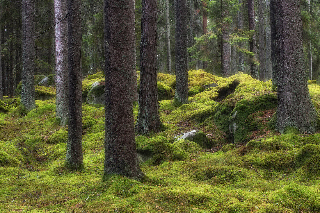 Bäume stehen in einem leicht hügeligen Moos bewachsenem Wald. Urshult, Kronobergs Län, Schweden.