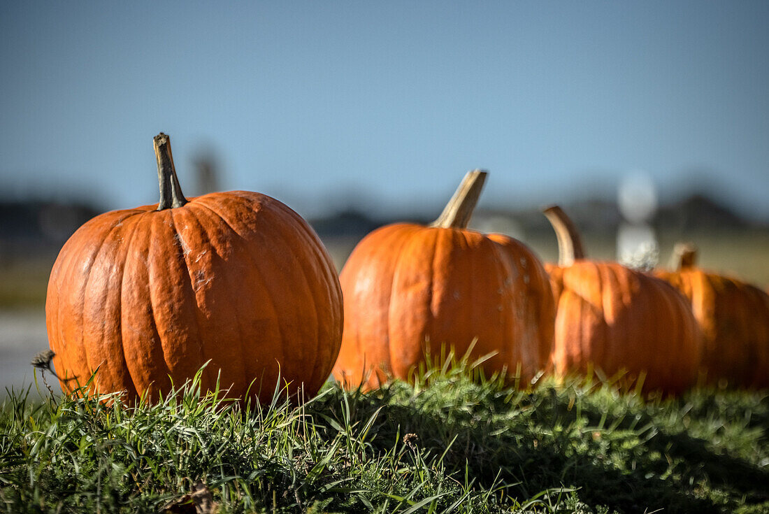 Four pumpkins in a row in the grass