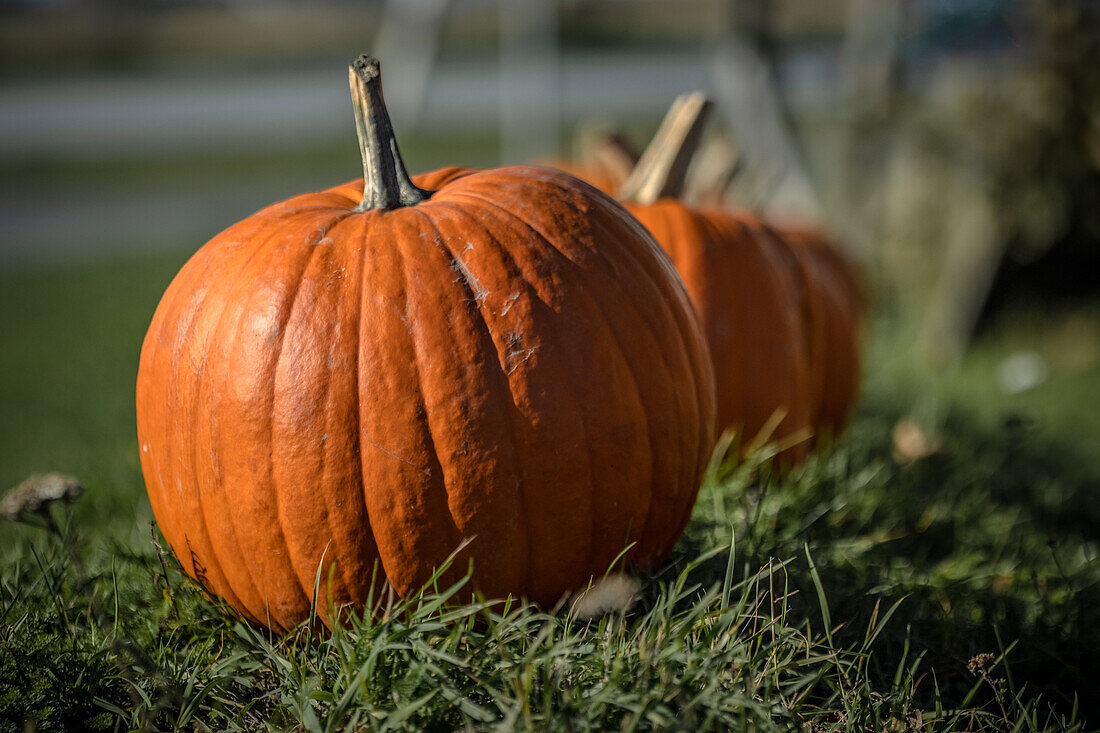 Pumpkins in a row in the grass