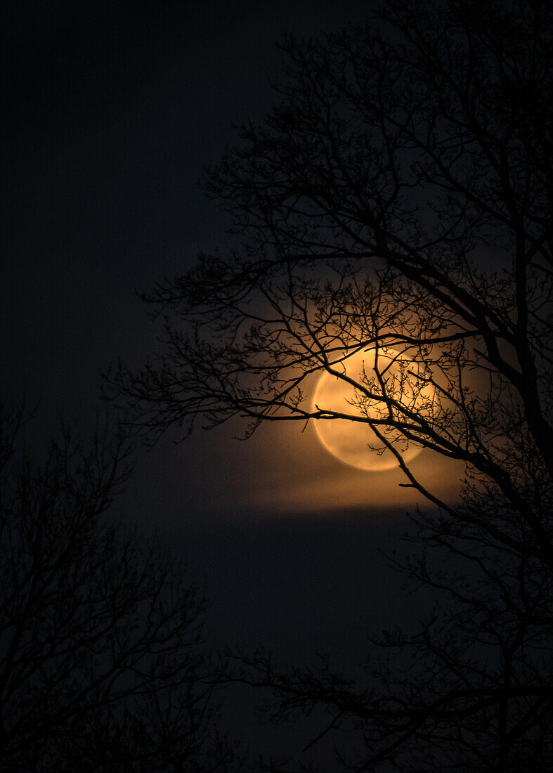 Moody full moon in the night sky shines through branches of a tree